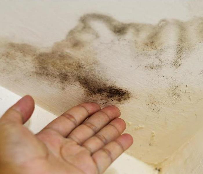 Mold And Water Damage To A Ceiling